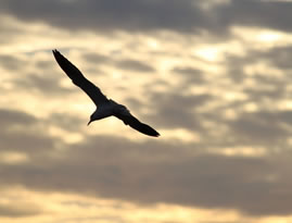 spread_your_wings1